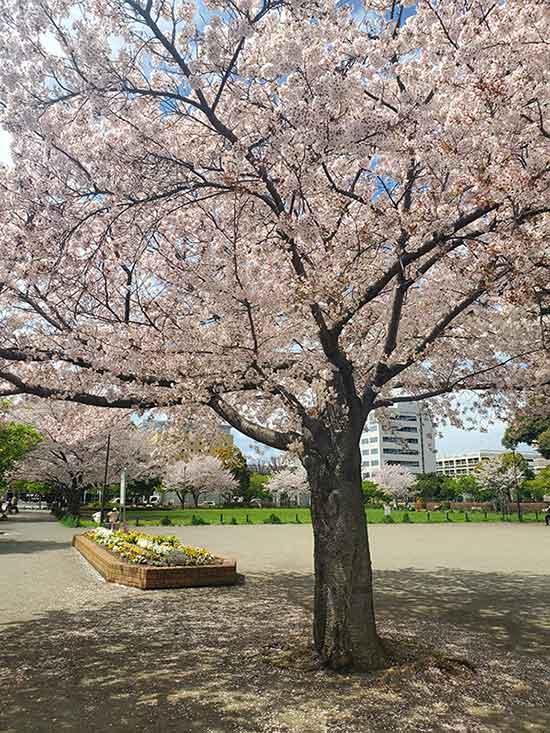 橋本公園の桜